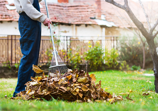 Ratissage des feuilles sur la pelouse